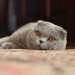 File:Adult Scottish Fold.jpg