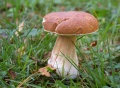 Thumbnail for version as of 09:24, 22 October 2010
