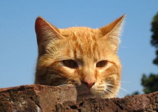 File:Chat-9873.jpg