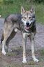 Chien-loup de Saarloos.jpg