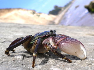 File:Crabe-939.jpg
