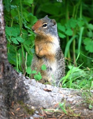 File:Pikas-7382.jpg
