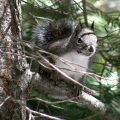 Thumbnail for version as of 16:41, 24 December 2011