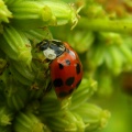 Thumbnail for version as of 13:13, 6 December 2009