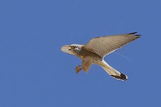 File:Lesser kestrel (Falco naumanni) male in flight.jpg