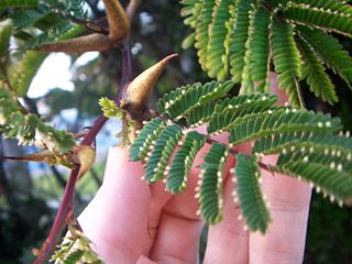 File:Acacia cornigera-9609.jpg