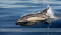 Thumbnail for version as of 16:33, 24 December 2011