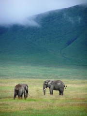 File:Elephants in Ngorongoro Crater-1284.jpg