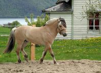 Fjord cheval-1531.jpg