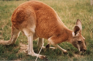 File:Macropodiadé.jpg