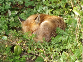 File:Renard qui fait dodo-1360.jpg