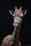 La girafe 1-1309.jpg