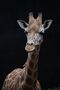 La girafe 1-1309.jpg
