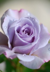 File:Rose in Violet-8640.jpg