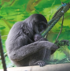 File:Silbergibbon mit Nachwuchs.jpg