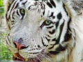 Thumbnail for version as of 17:01, 18 September 2012