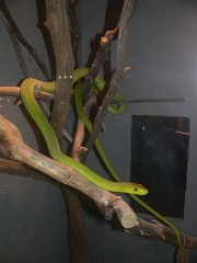 File:Mamba vert-9074.jpg