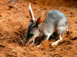File:Bilby.jpg