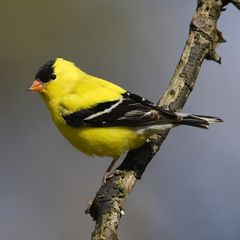 File:Chardonneret jaune.jpg