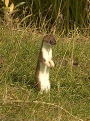 File:Hermine-debout.jpg