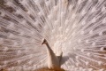 Thumbnail for version as of 23:26, 8 February 2012
