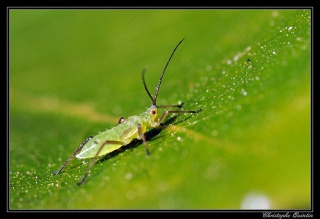 File:Puceron du bouleau (Euceraphis punctipennis)-4369.jpg