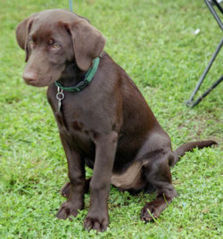 File:250px-Labrador Retriever Chocolate Puppy .jpg