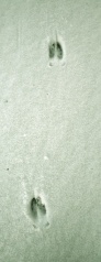 File:Chevreuil trace neige.jpg