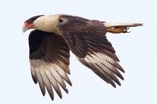 File:Caracara by Dan Pancamo.jpg