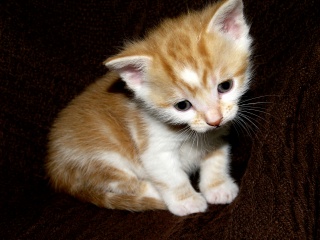 File:Chaton-5218.jpg