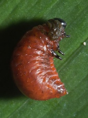 File:Larve d'un criocère du lis (Lilioceris lilii).jpg