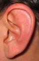 Oreilles vraies.jpg