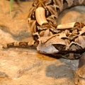 Thumbnail for version as of 13:49, 9 July 2012