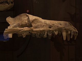 File:Andrewsarchus crane.jpg