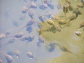 Thumbnail for version as of 17:23, 17 June 2010