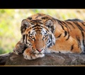 Thumbnail for version as of 09:46, 21 May 2011