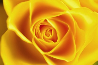 File:Yellow rose - close-up.jpg