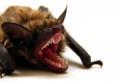 Thumbnail for version as of 13:20, 12 May 2015