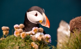 File:Iceland - Látrabjarg - Puffin-7377.jpg