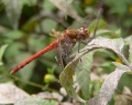 Thumbnail for version as of 15:29, 7 May 2009