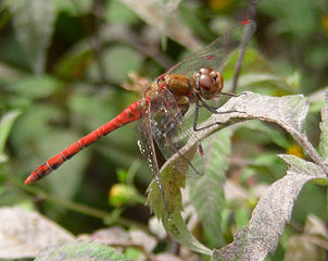 File:Libellule2.jpg