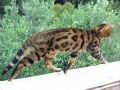 Thumbnail for version as of 11:43, 2 July 2012