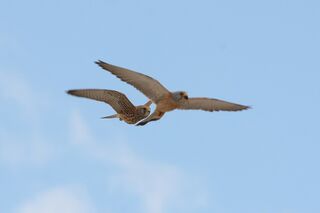 File:Falco naumanni 91766358.jpg