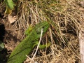 Thumbnail for version as of 08:44, 9 April 2009