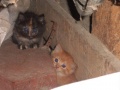 Thumbnail for version as of 18:33, 21 May 2009