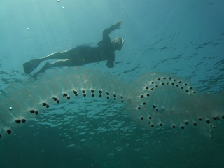 File:Salpidae-Salpa.jpg