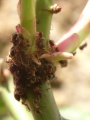 Thumbnail for version as of 17:23, 27 October 2008