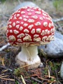 Thumbnail for version as of 18:54, 19 February 2009
