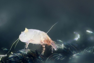 File:House dust mite-4121.jpg
