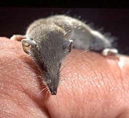 File:Suncus etruscus crop.jpg